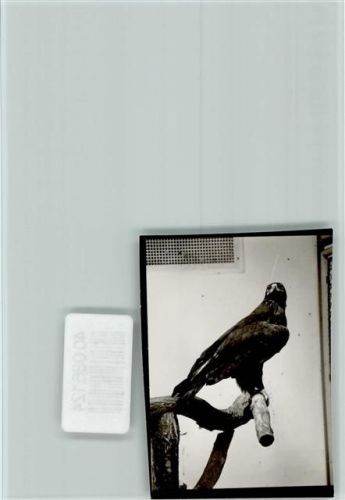 Viernheim Adler