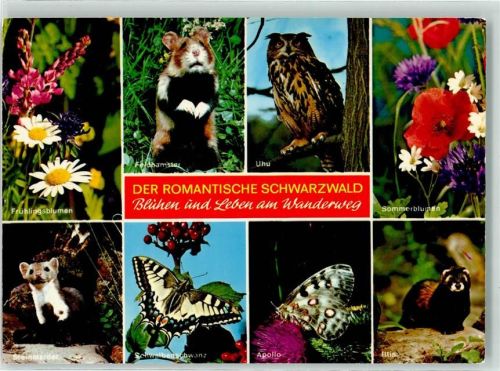 Uhu, Iltis, Schmetterling, Der romantische Schwarzwald