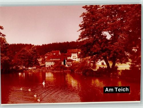 Neuhaus Schwäne im Teich