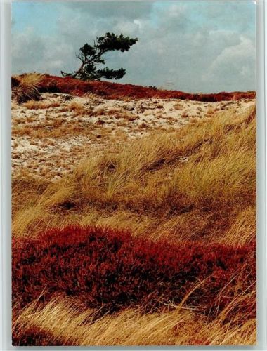 Insel Hiddensee Heidelandschaft