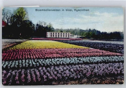 Baarn Blumenfeld Panorama