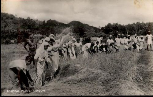 Ceylon