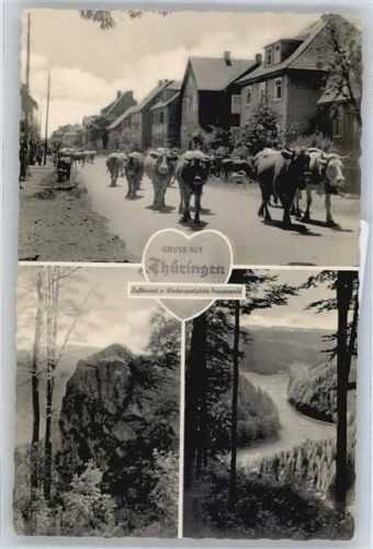 98711 O6304 Frauenwald - Kuh