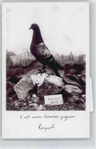 Brieftaube , Foto-Karte
