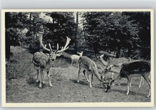 Bad Homburg 1962 Wald Cafe Hischgarten Rehe Hirsch Jagd