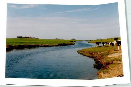 Hooge Kühe