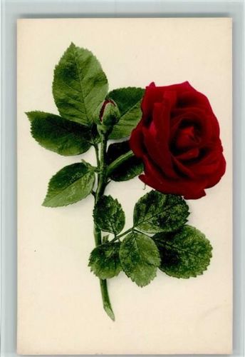 1906 Nr. 509 - Rose - sehr gute Erhaltung AK