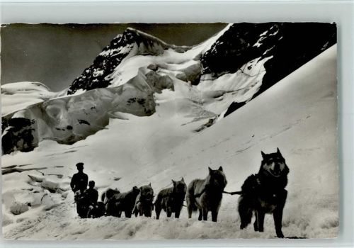 Polarhunde auf dem Jungfraujoch