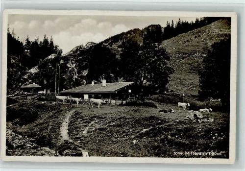 Mitteralm Wendelsteinbahnstation Kühe