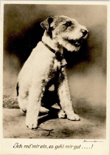 Fox Terrier
