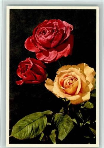 Rosen in Weiss und Rot