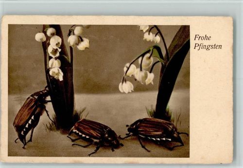 1941 Pfingsten - Maikäfer und Maiglöckchen