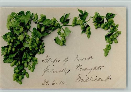 1913 Nr. 671 - Farbenlichtdruck - Hopfen