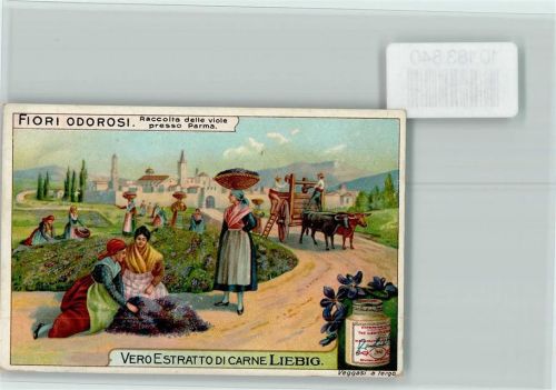 Fiori Odorosi, Blüten werden gesammelt - Landwirtschaft, Sammelbild Liebig