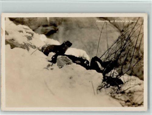 1928 Edelmarder mit Birkhahn als Beute AK