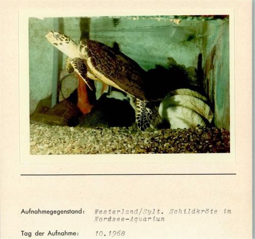 Westerland Schildkröte im Nordseeaquarium Foto montiert auf Karte