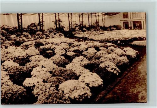 Gand Gentsche Floralien 1933 AK
