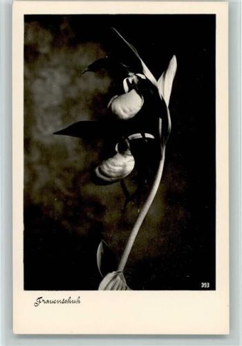 1938 Frauenschuh , Gebirgskartenverlag Triem Nr. 393 AK