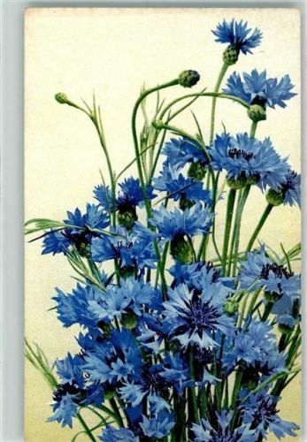 Nr. 422 - Kornblumen AK