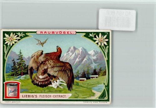 Steinadler, Sammelbild Liebig Raubvogel 1898 Lithographie