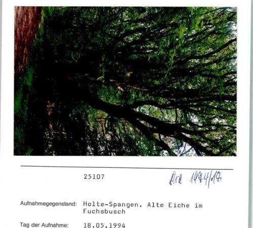 Holte-Spangen Alte Eiche im Fuchsbusch Foto montiert auf Karton