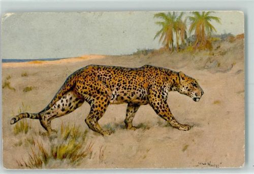 1928 Künstlerkarte Leopard