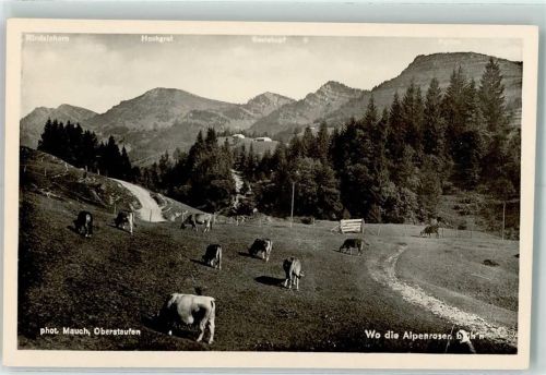 Oberstaufen Rindalphorn Hochgrat Seelekopf Falken Kühe