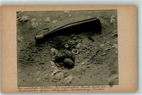 Austernfischer-Gelege Flasche Naturschutz-Verlag Seevögel