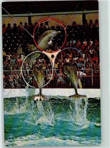 Harderwijk Dolfinarium Harderwijk Driesprong door hoepel uitgevoerd door Moby Peppy en Skinny