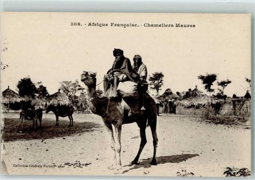 1930 Nr. 306 Afrique Francaise . Chameliers Maures AK