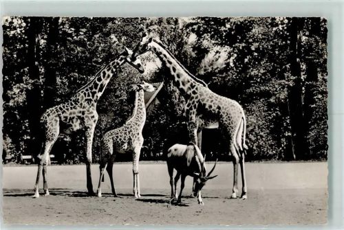 Frankfurt Massai-Giraffen Elen-Antilope
