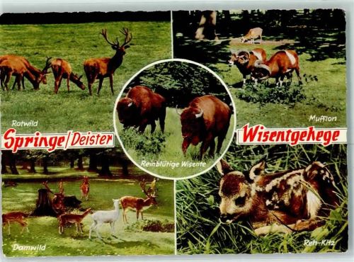 Springe Wisengehege Reinblütige Wisente Dammwild Rotwild Reh-Kitz