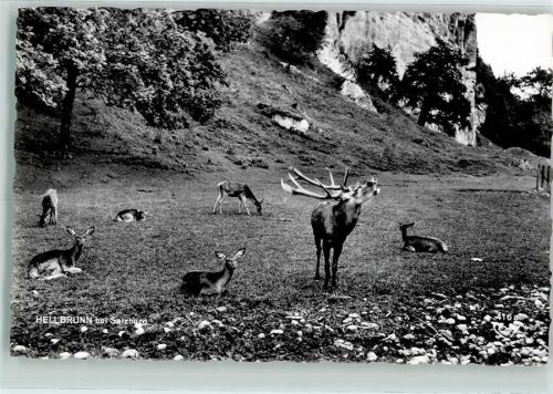 Hellbrunn Hirsch Rehe