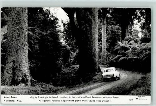 Northland 1961 Kauri Forest - Giganten Bäume AK