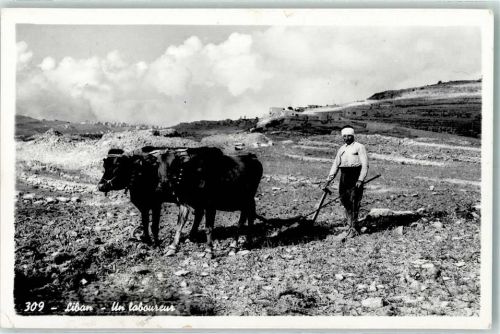 Ochsengespann Landwirtschaft Volkstypen