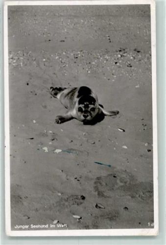 1952 Junger Seehund AK
