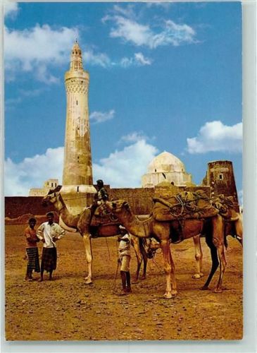 Zabid Sosta di camelli sotto la grand moschea Kamele rasten vor der Großen Moschee