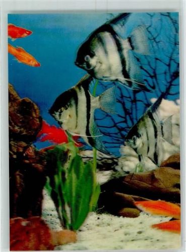 Pterophyllum Goldfisch Wasserpflanzen Angel Fish PK-35