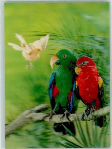 Kanarienvogel Papageien Parrots with white bird T-24