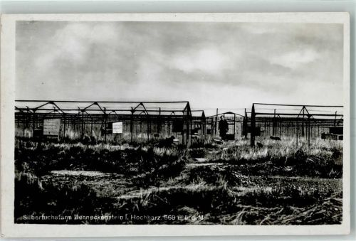 Benneckenstein Silberfuchsfarm