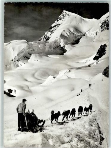 Jungfraujoch Polarhunde mit Rottalhorn