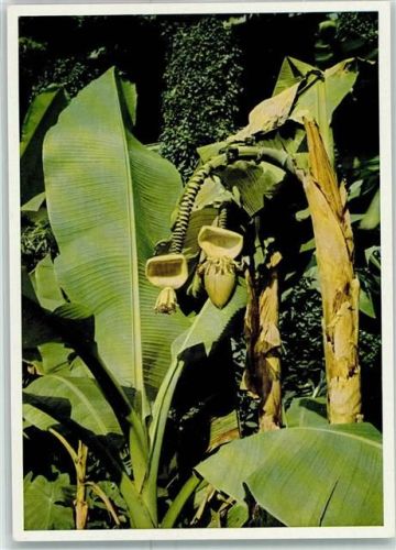 Insel Mainau Bananenstauden AK