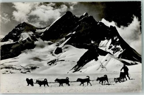 Jungfraujoch Polarhunde in der Schweiz AK Hundeschlitten 1951
