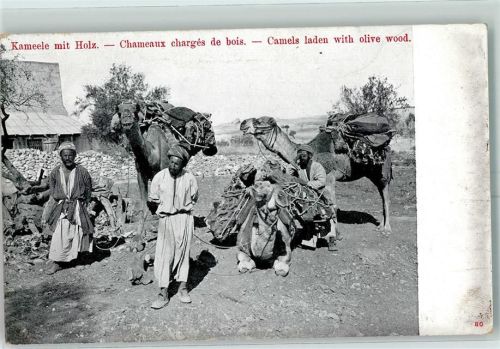 Kairo Tracht Kamele mit Holz