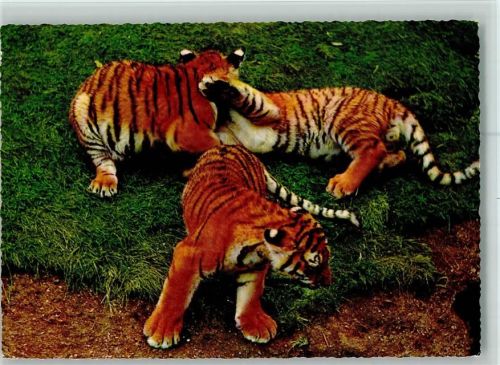 Junge Tiger AK