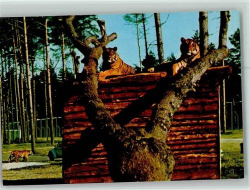 W3035 Hodenhagen Serengeti Reservat - Tiger AK Freizeitpark Raubkatze