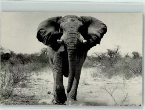 Süd-Afrika AK