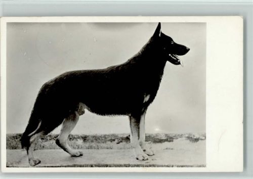1950 Deutscher Schäferhund, gute Erhaltung