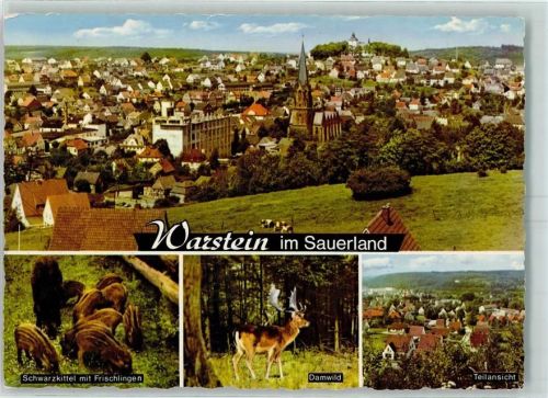 59581 W4788 Warstein - Schwarzkittel mit Frischlingen Damwild