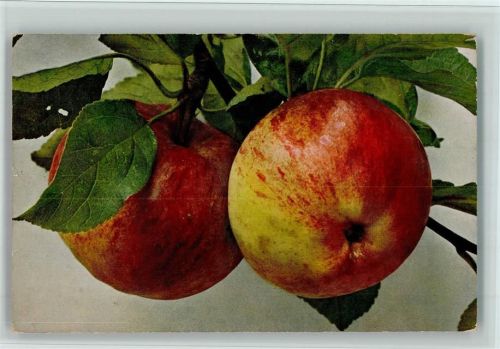 Verlag Römmler & Jonas Serie Früchte Nr. 27 - Apfel, königl. Kurzstil , gute Erhaltung AK